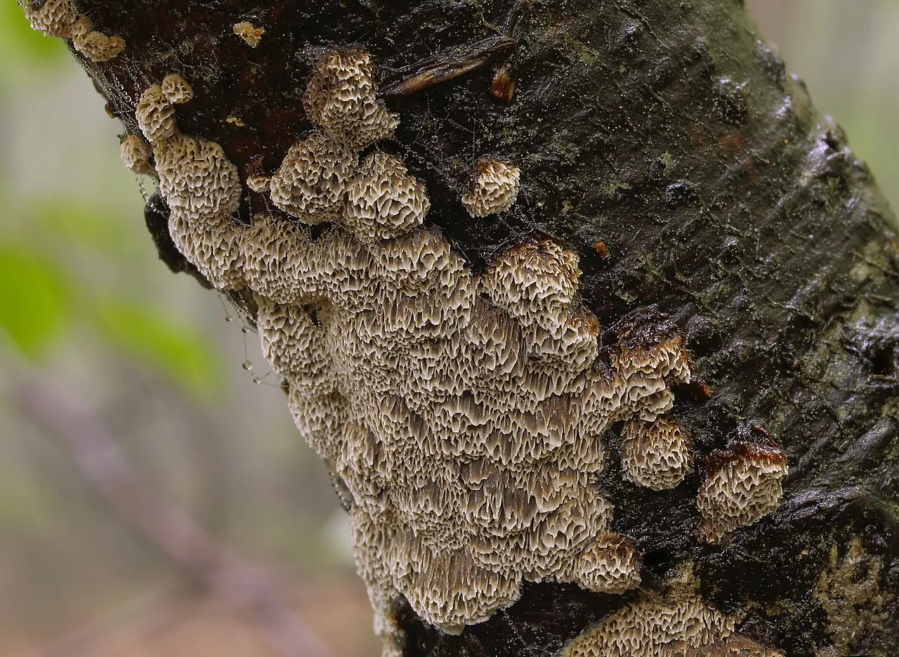 Mensularia nodulosa