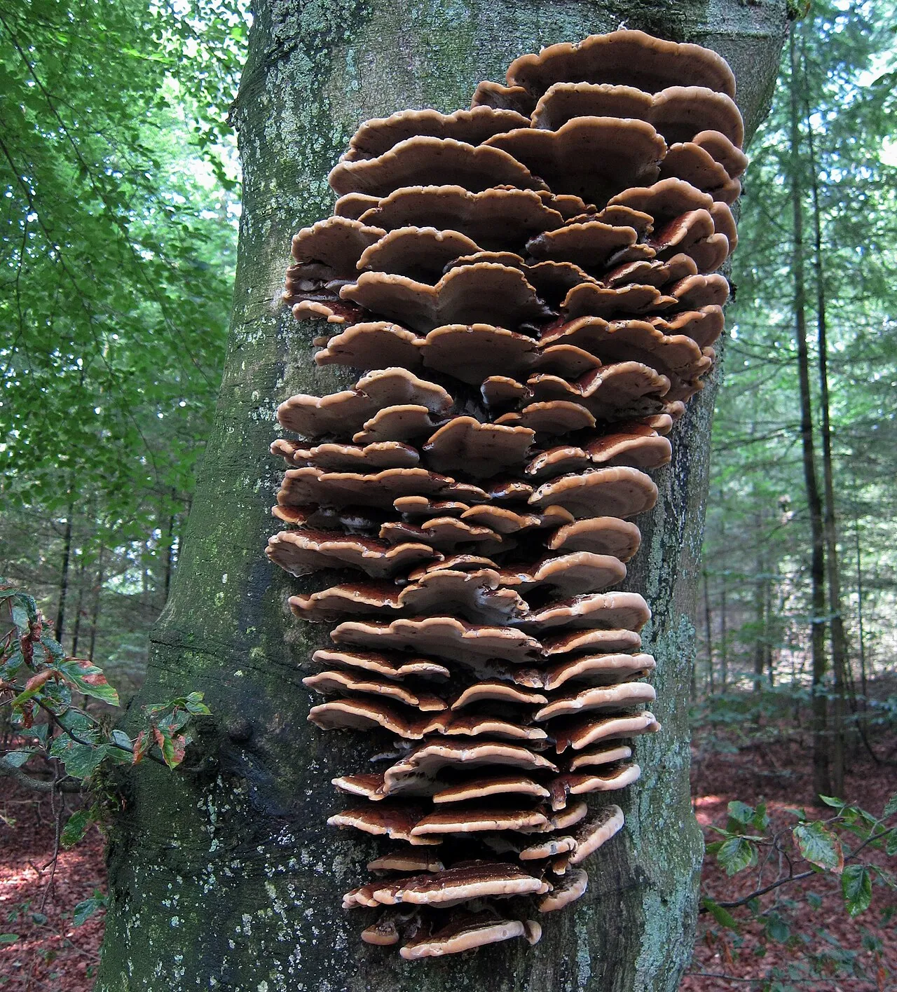 błyskoporek skórzasty