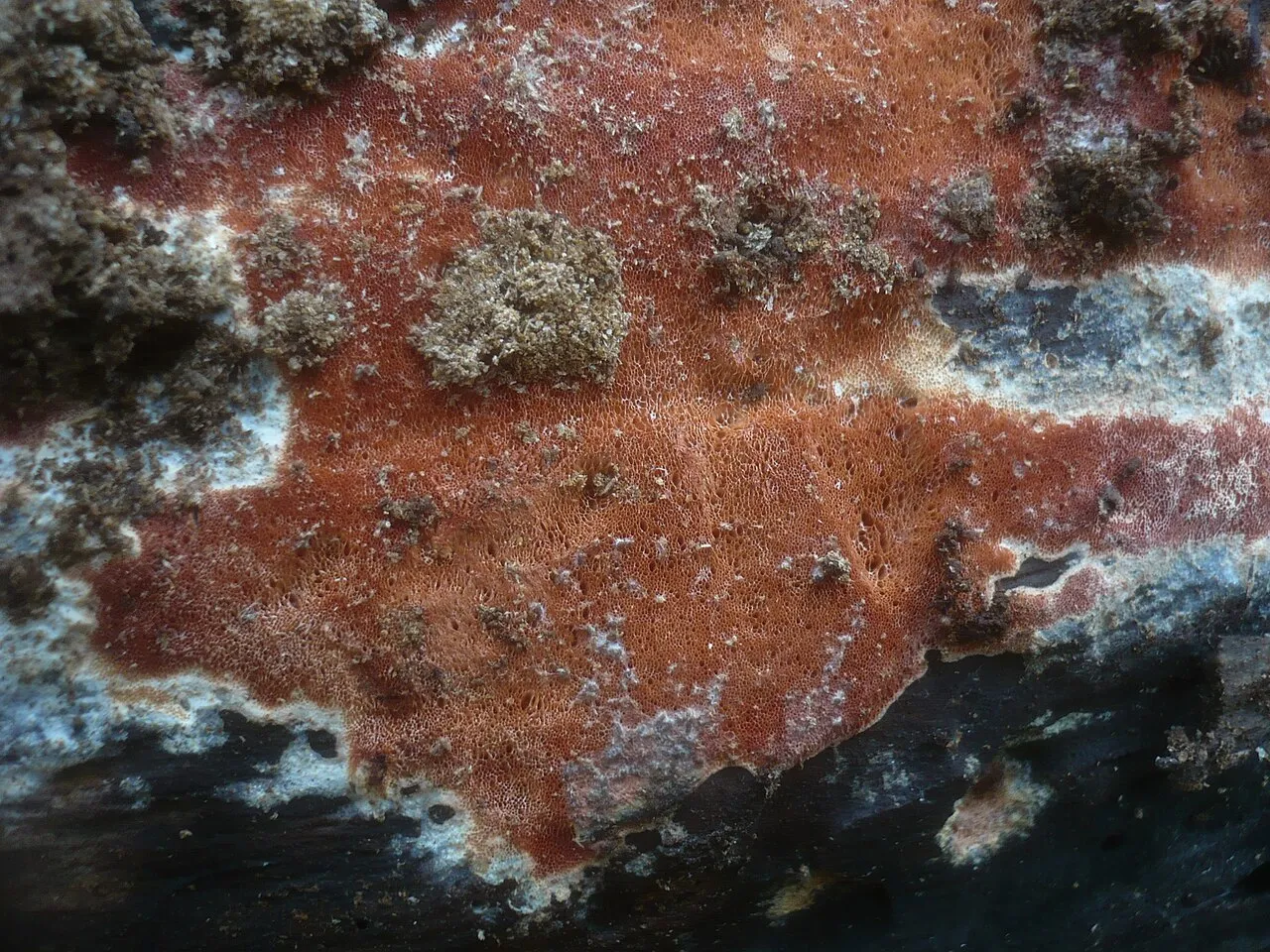 Ceriporia