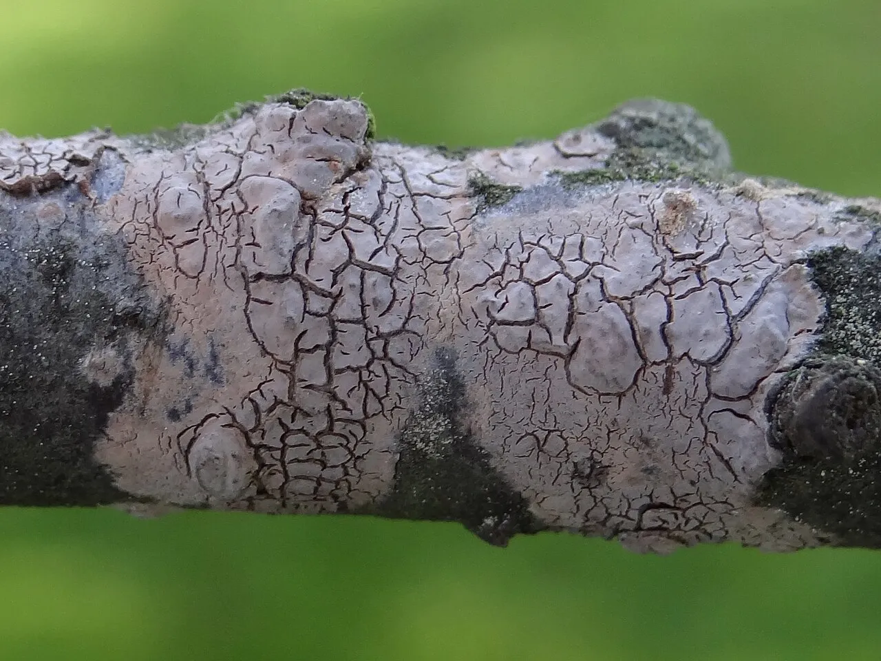 Powłocznica popielata