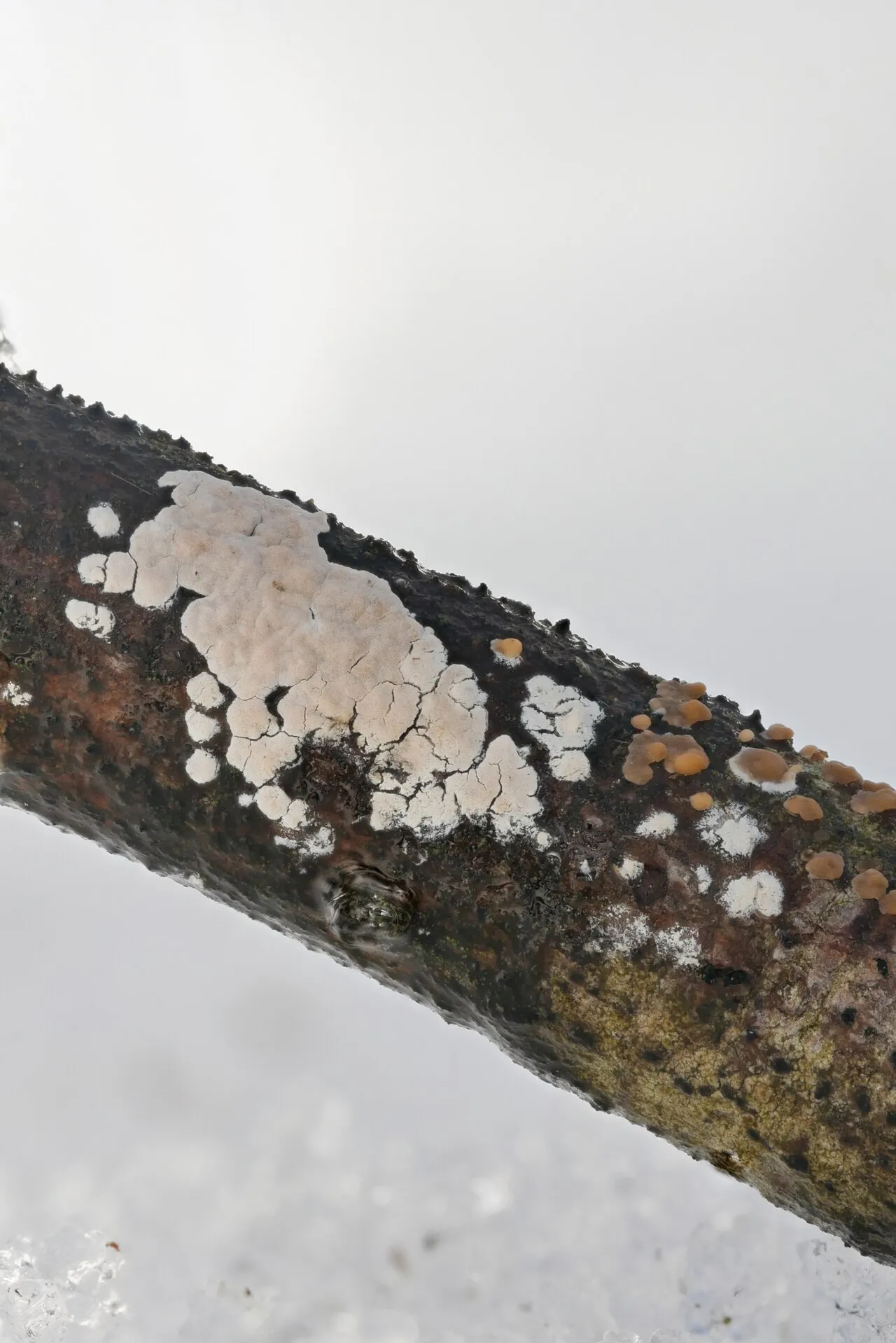Corticium roseum
