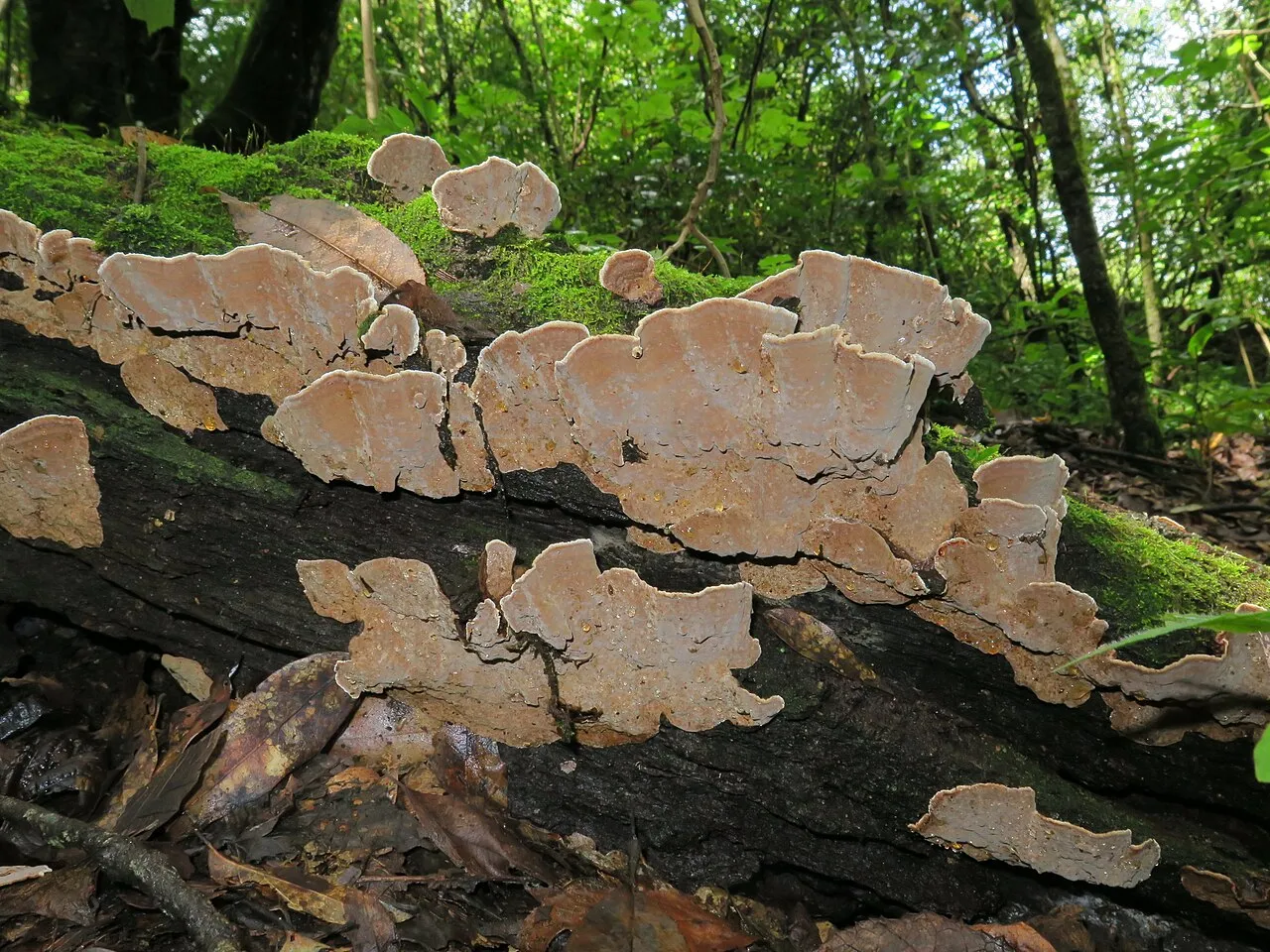 Xylobolus subpileatus