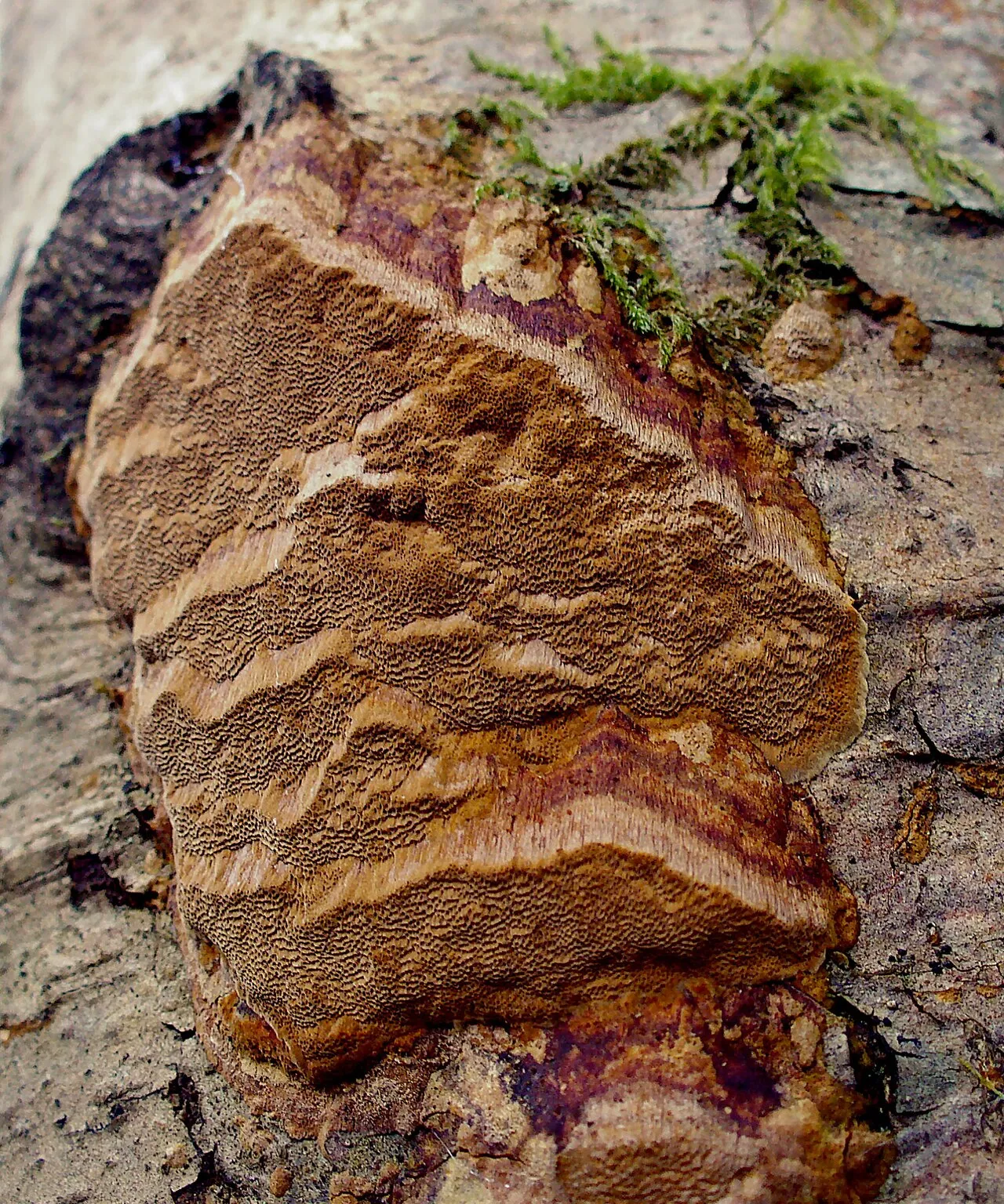 Fuscoporia