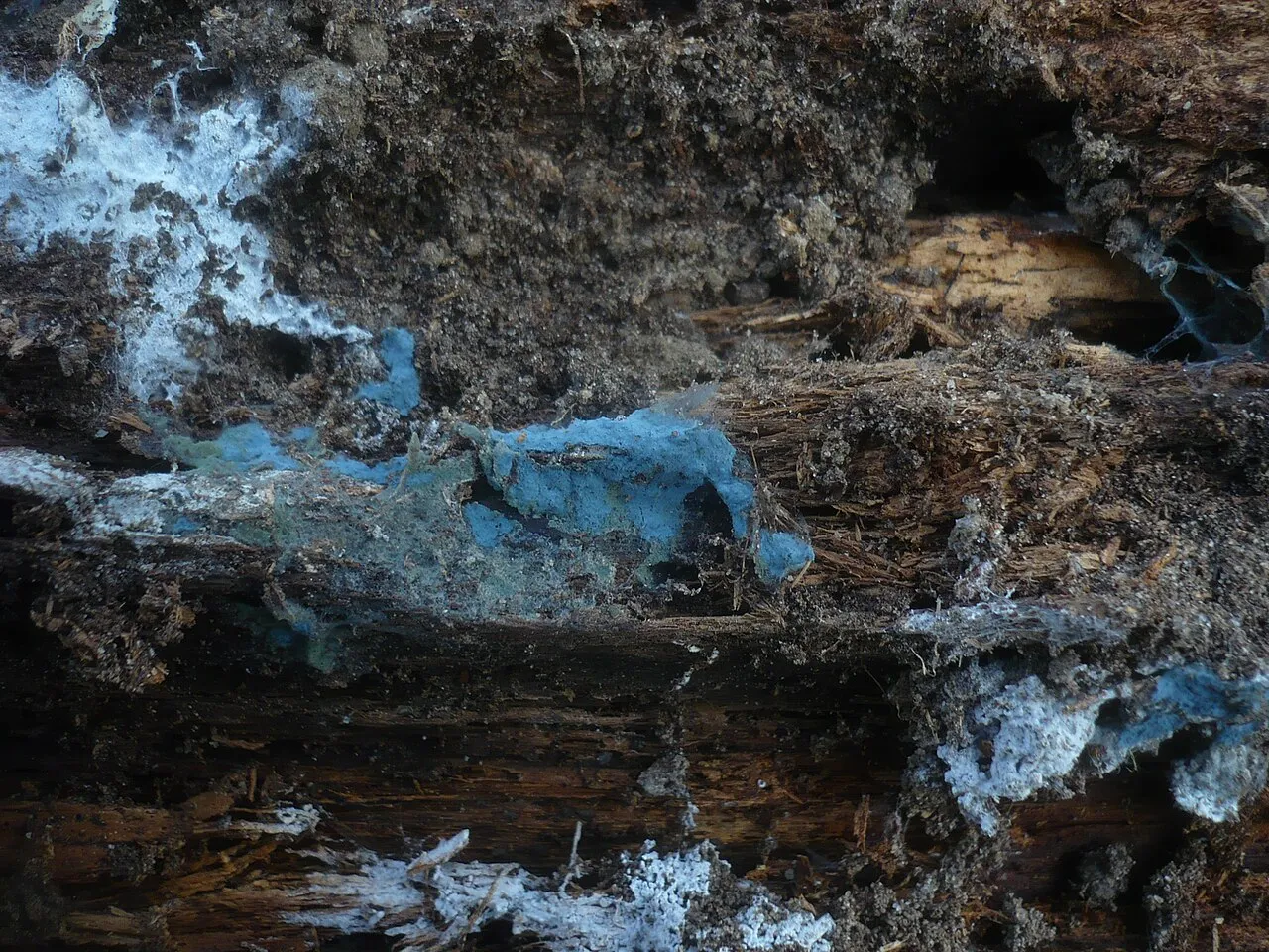 Byssocorticium