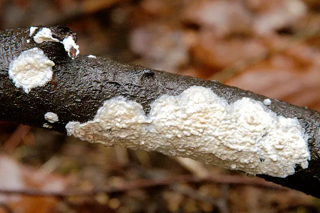 Cylindrobasidium evolvens