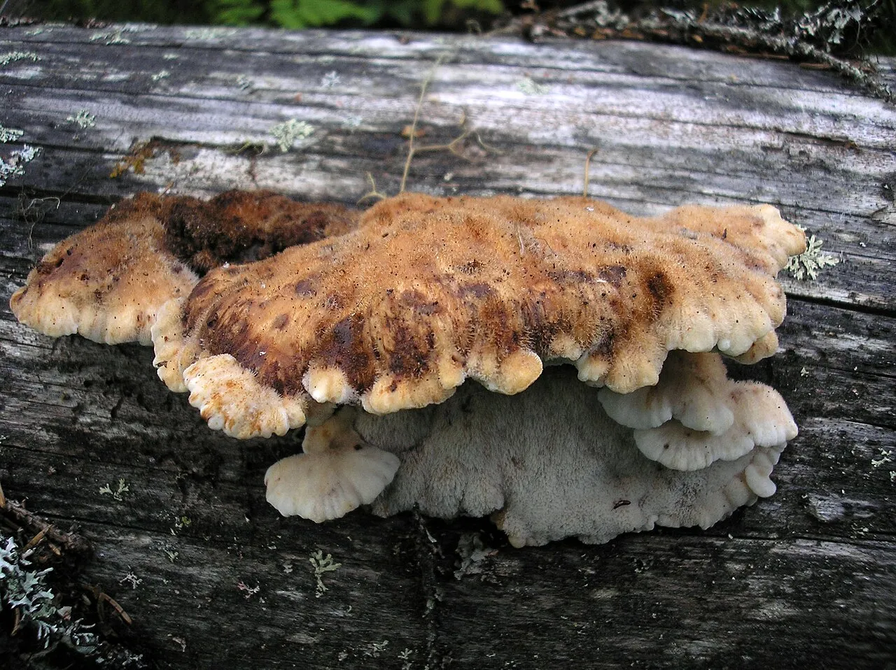 Amylocystis