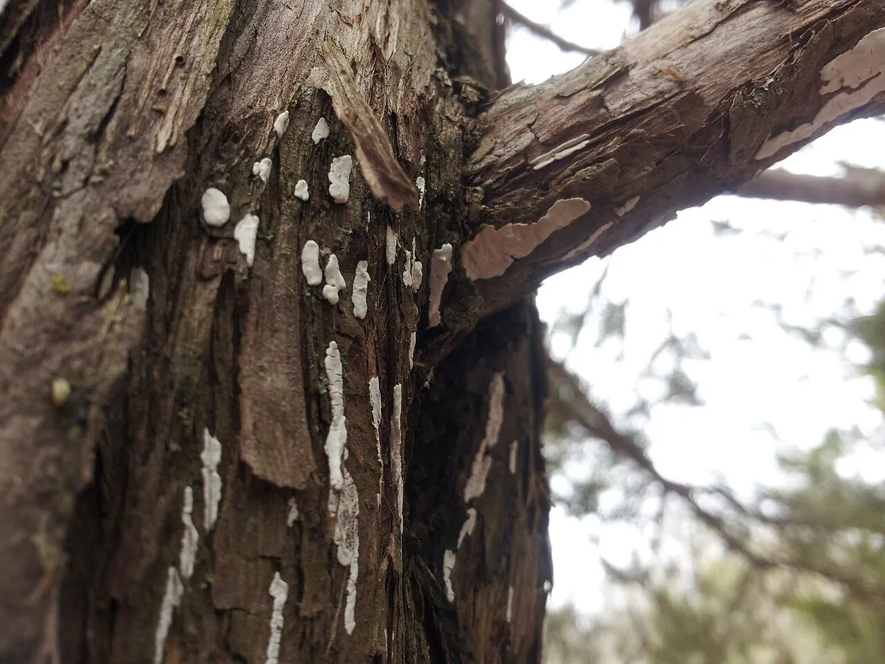 Dendrothele nivosa
