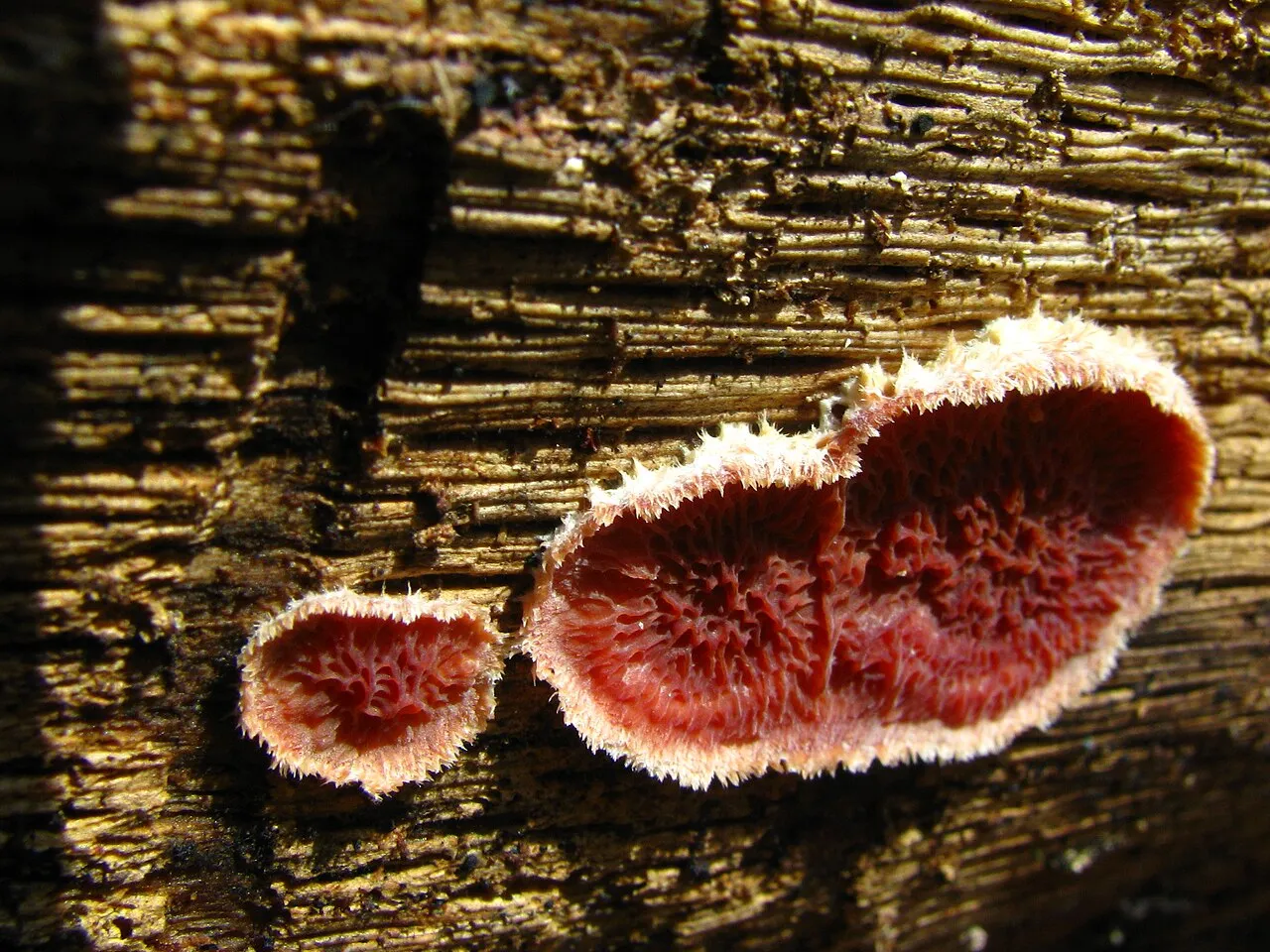 Punctularia