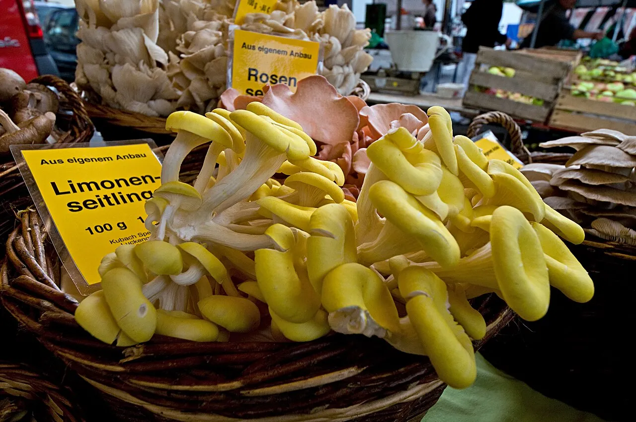 Pleurotus citrinopileatus