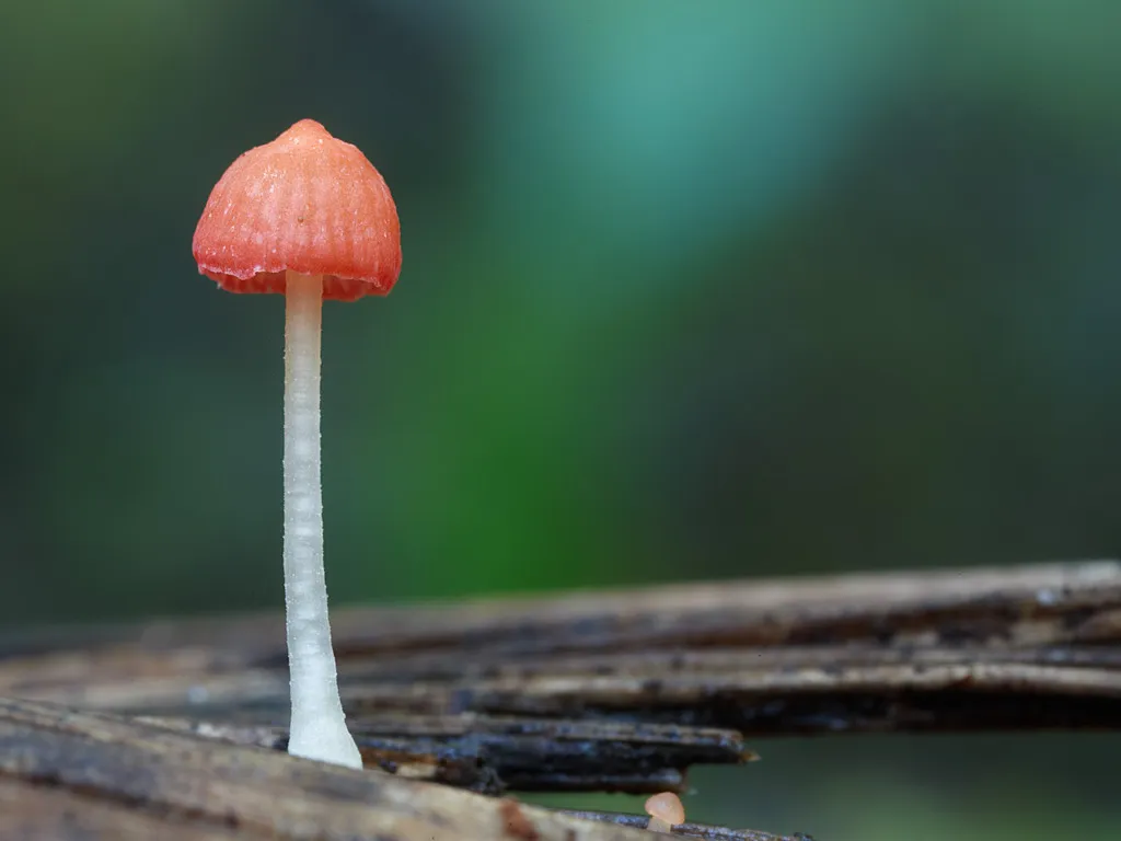 Atheniella adonis