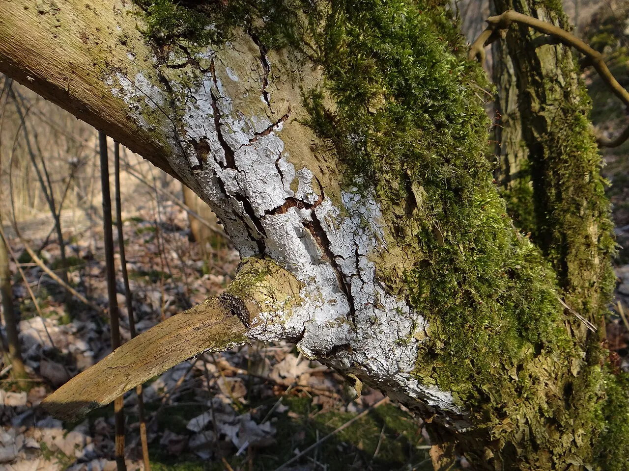 Dendrothele