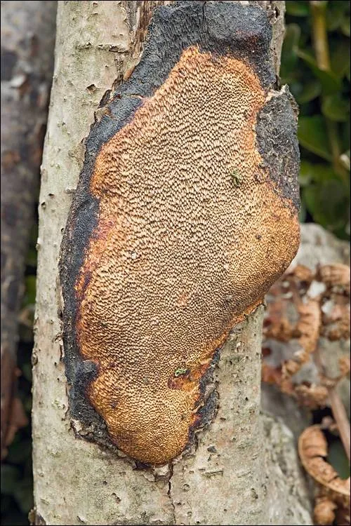 Szczepkamyces campestris