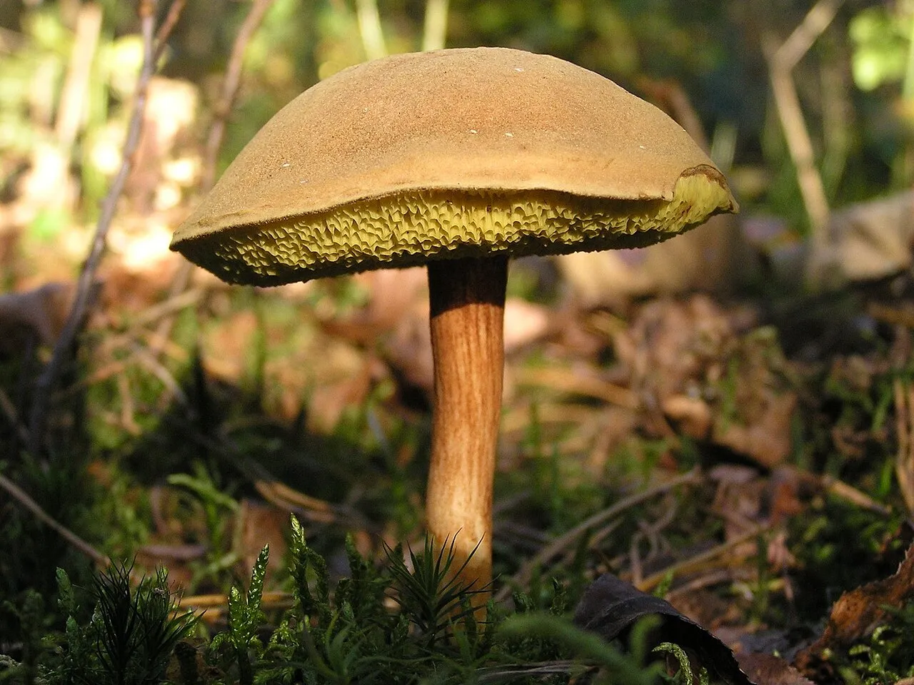 podgrzybek