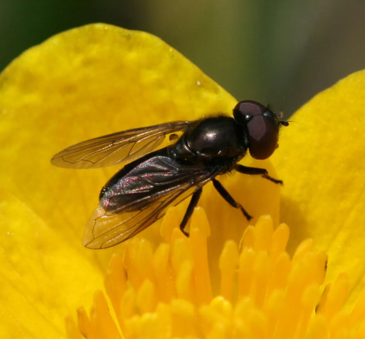 Melanogaster