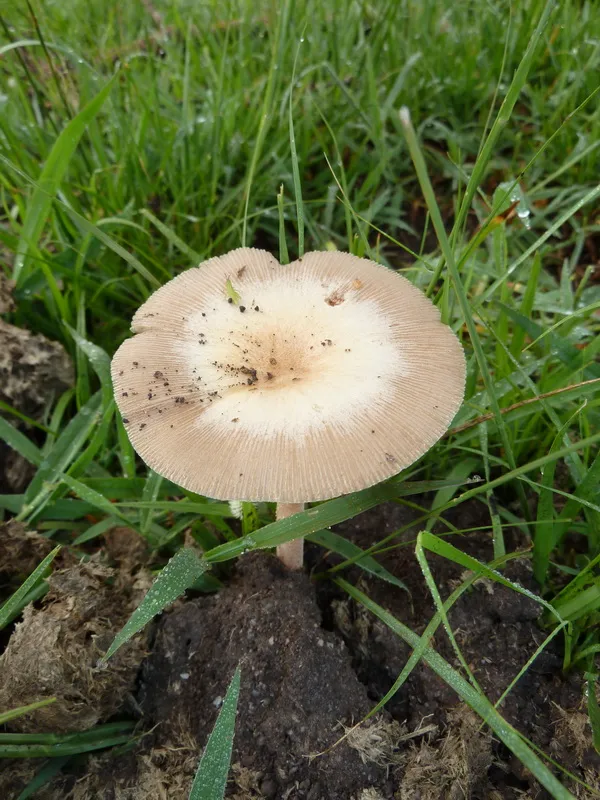 gnojanka odchodowa