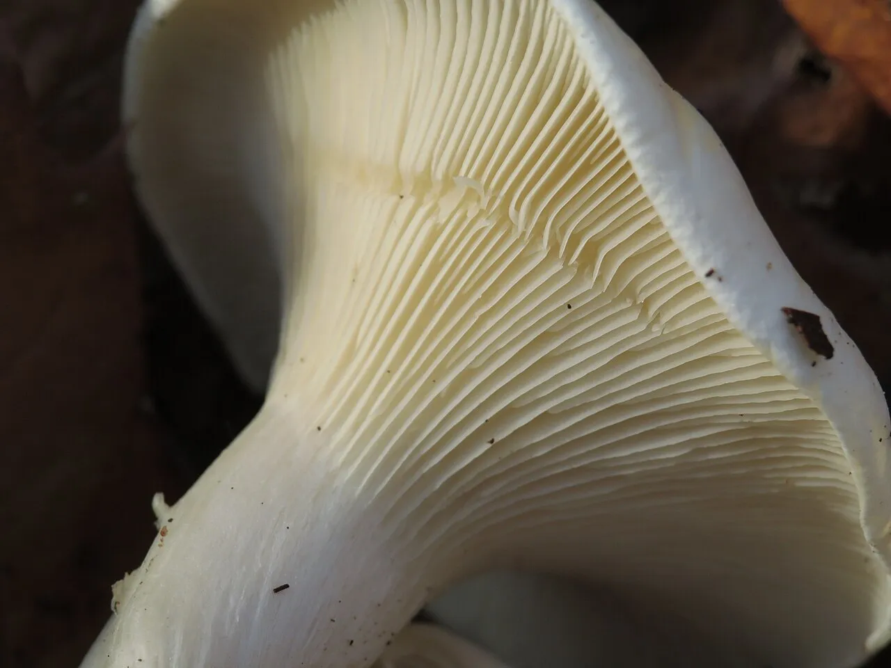 Clitocybe robusta