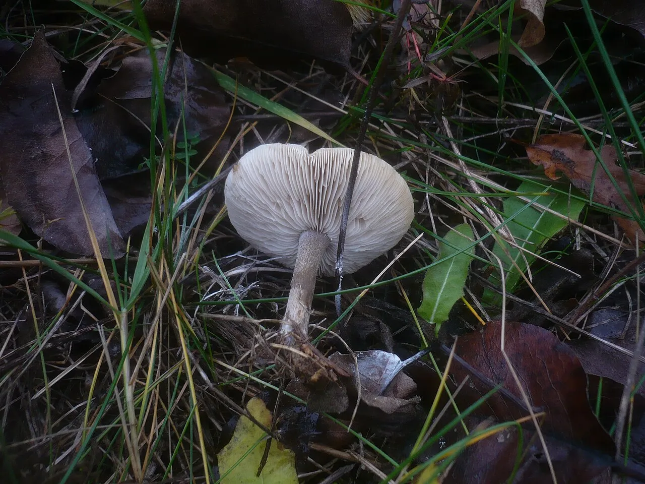 Melanoleuca polioleuca