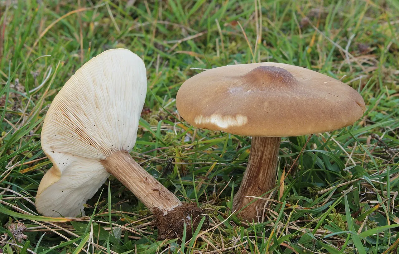 Melanoleuca grammopodia