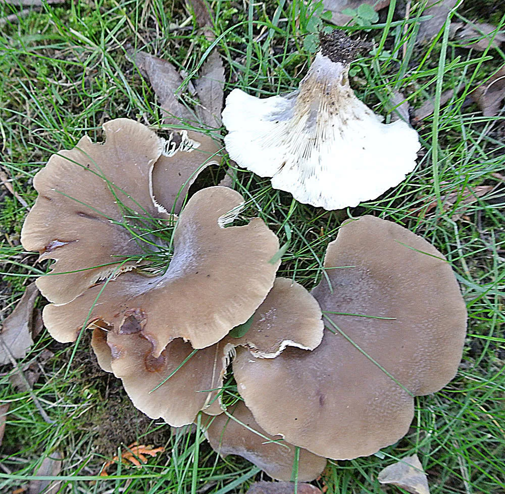 Hohenbuehelia