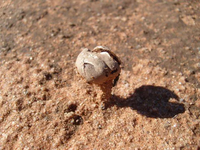 Tulostoma simulans