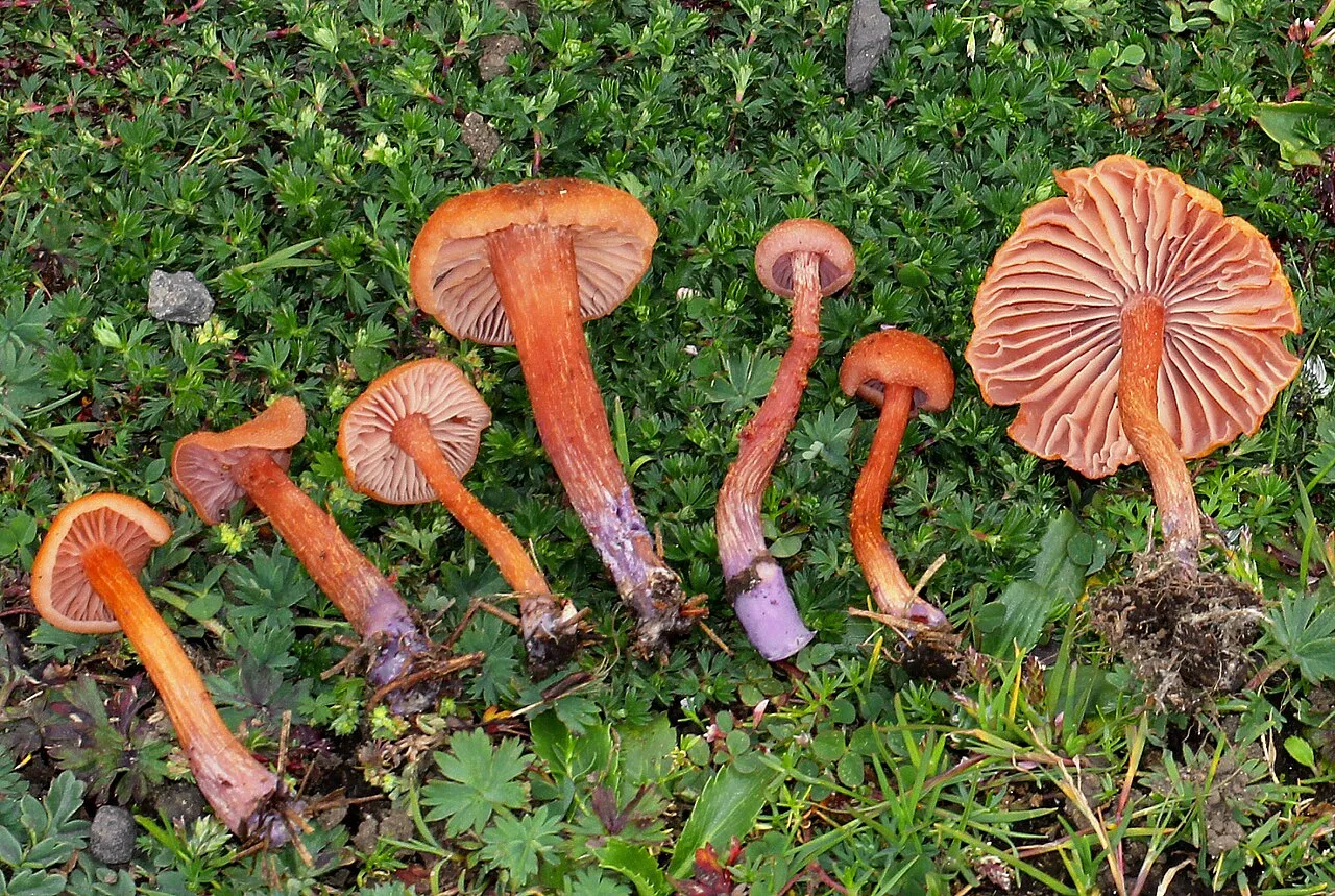 Lakówka dwubarwna
