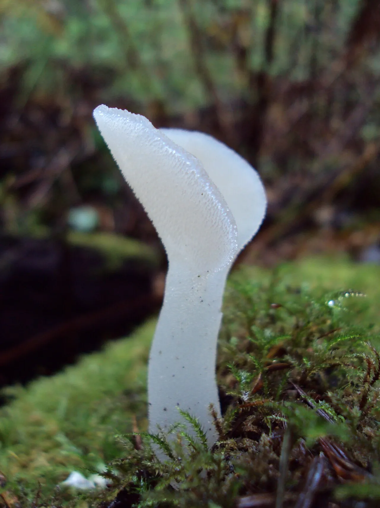 Pseudohydnum