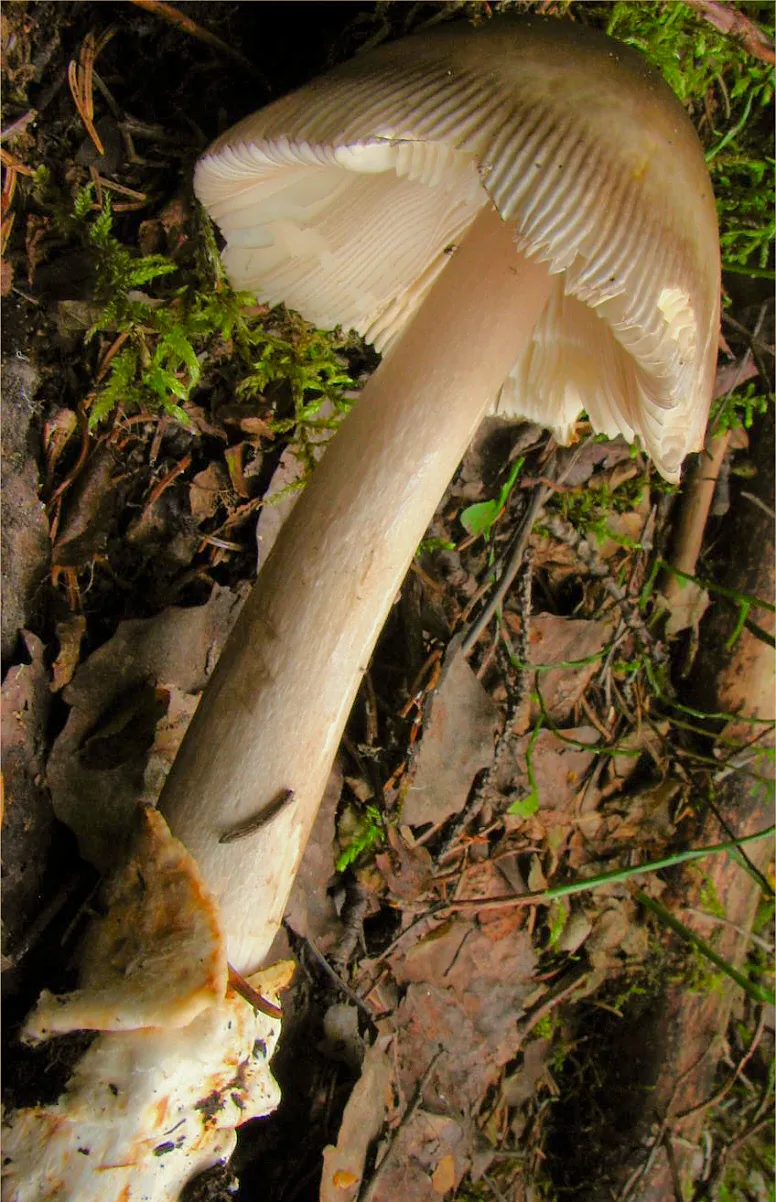 muchomor oliwkowy