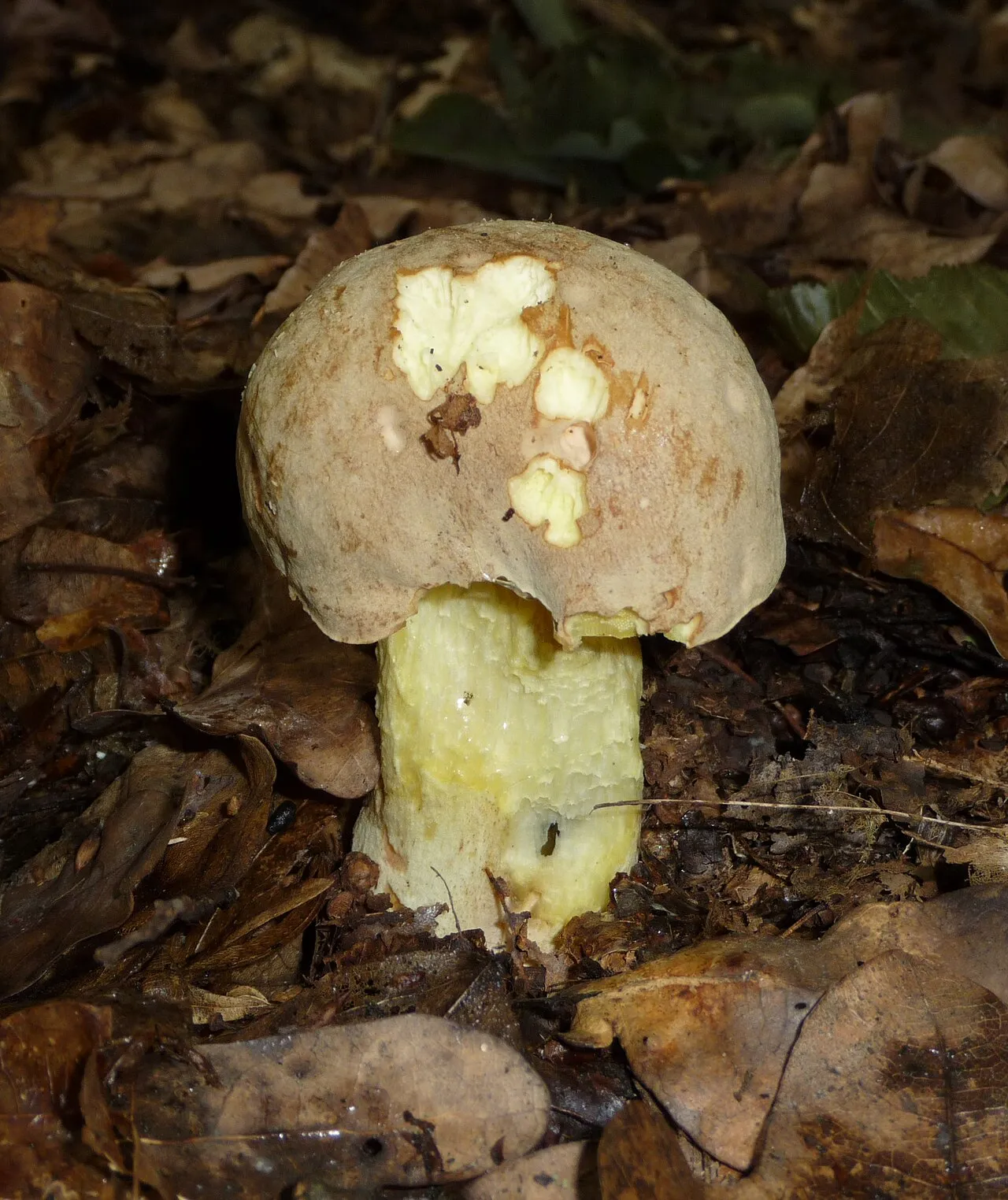 Hemileccinum