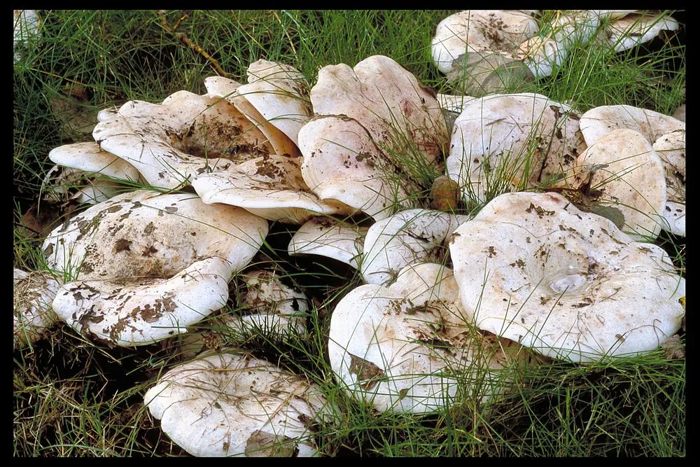 Lactarius controversus