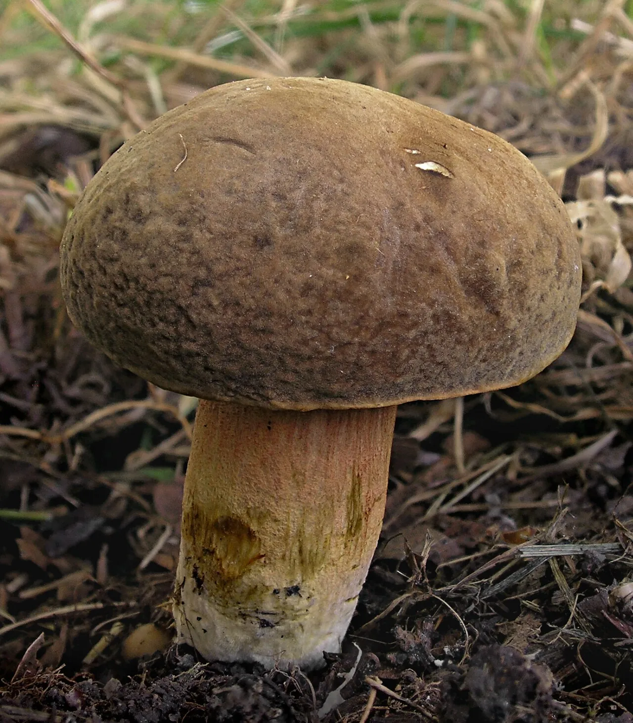 parkogrzybek plamkostopy