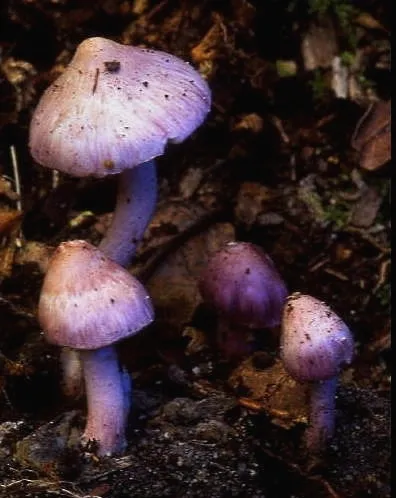 Inocybe lilacina
