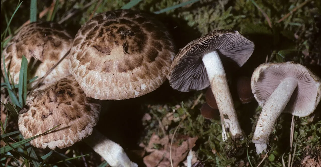 kruchaweczka brudnobiała