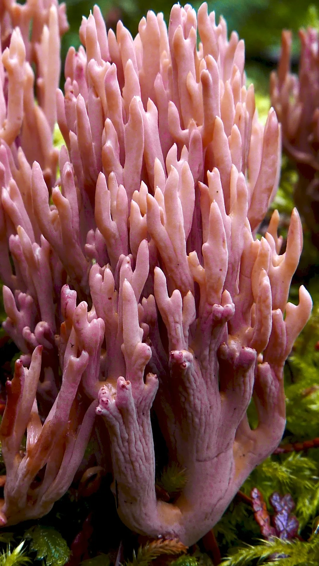 Ramaria rubella