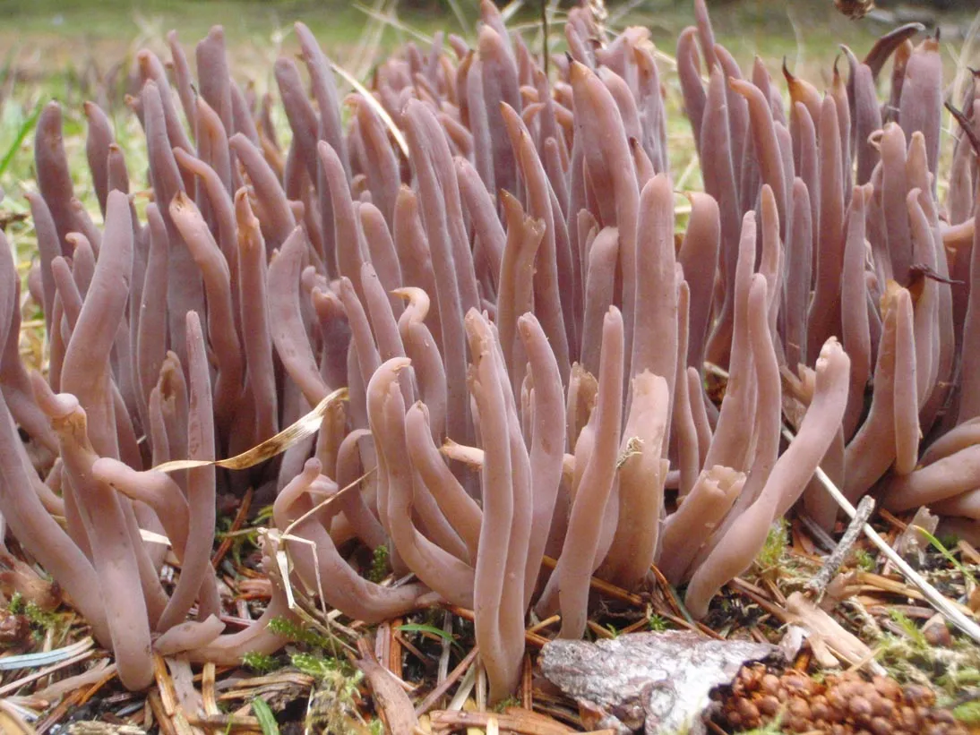 Goździeniec purpurowy
