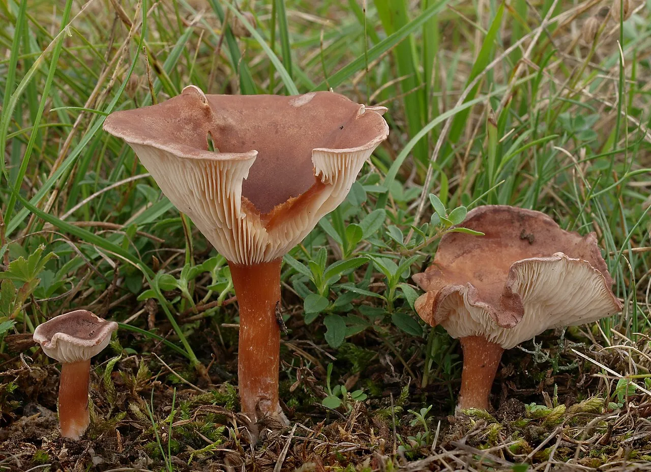 Infundibulicybe
