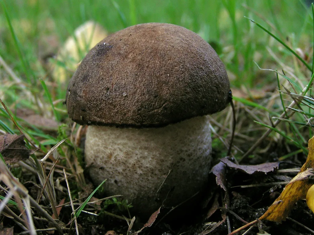 Koźlarz czarny