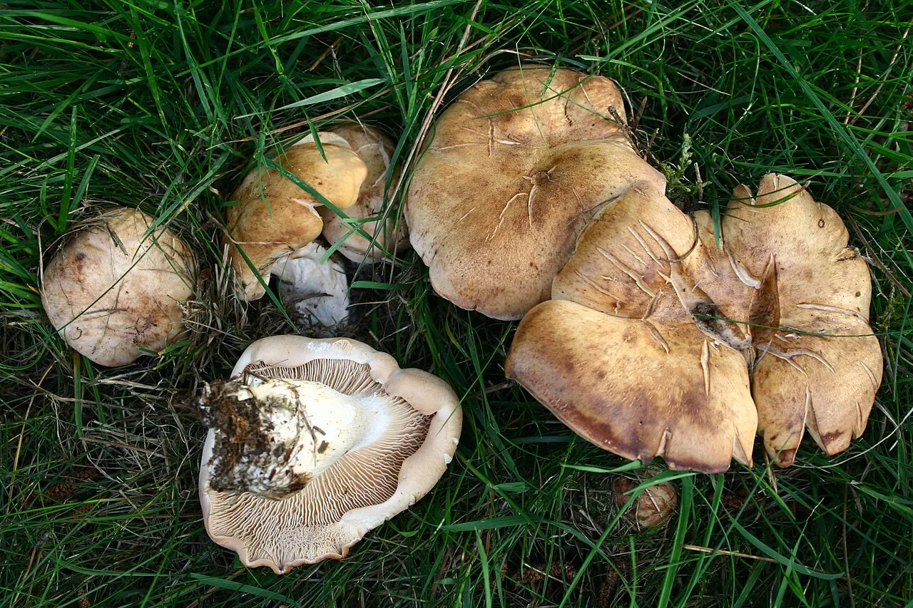 Rhodocybe
