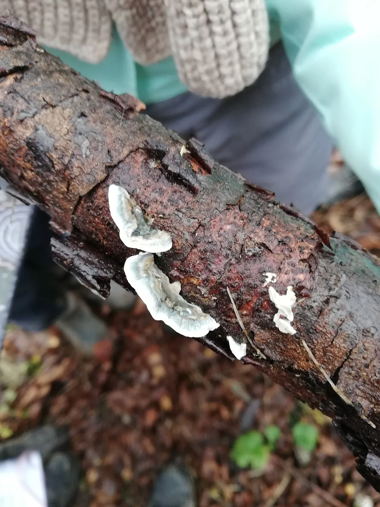 Sinoporek modrobiały