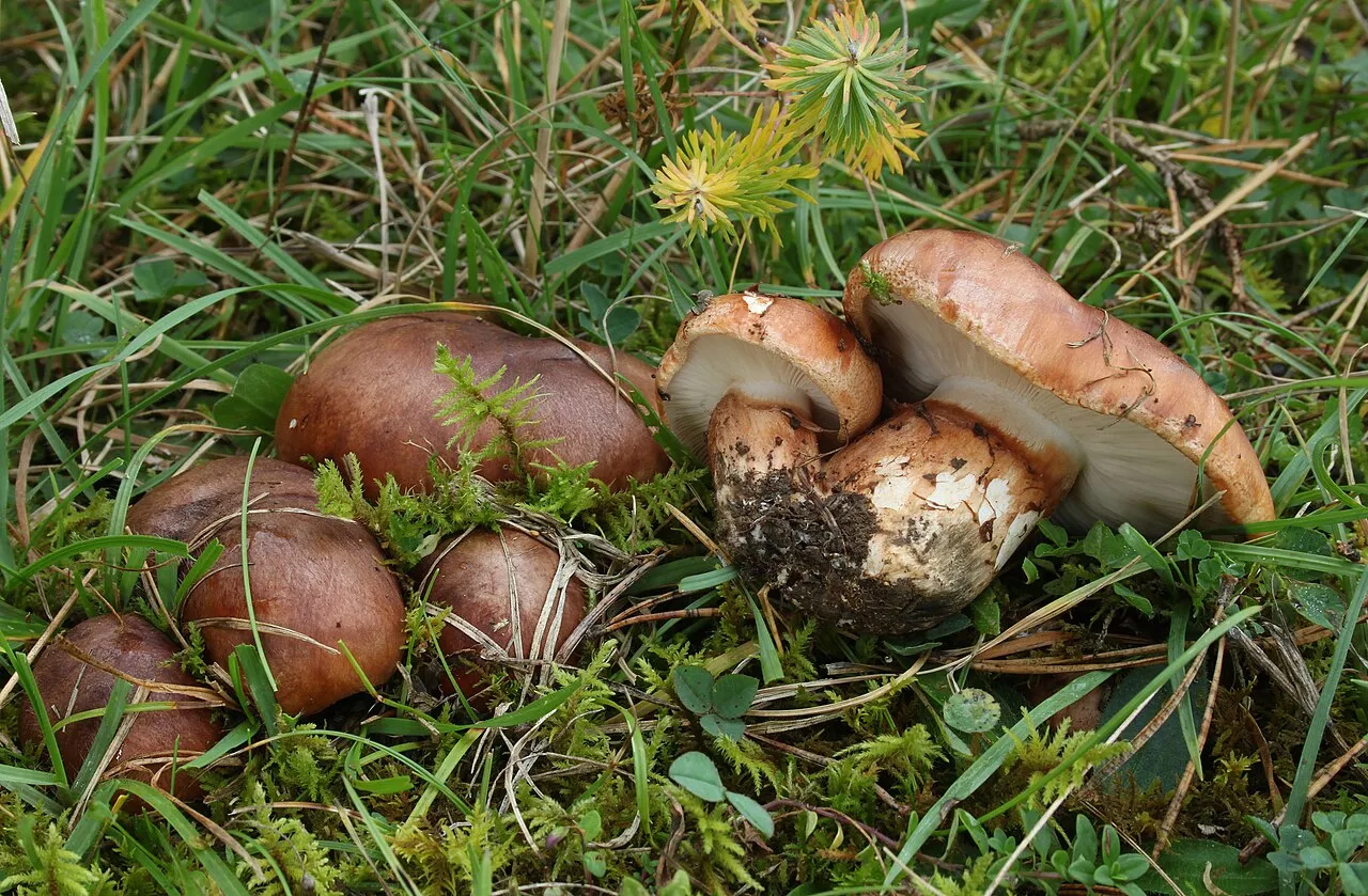 Tricholoma fracticum