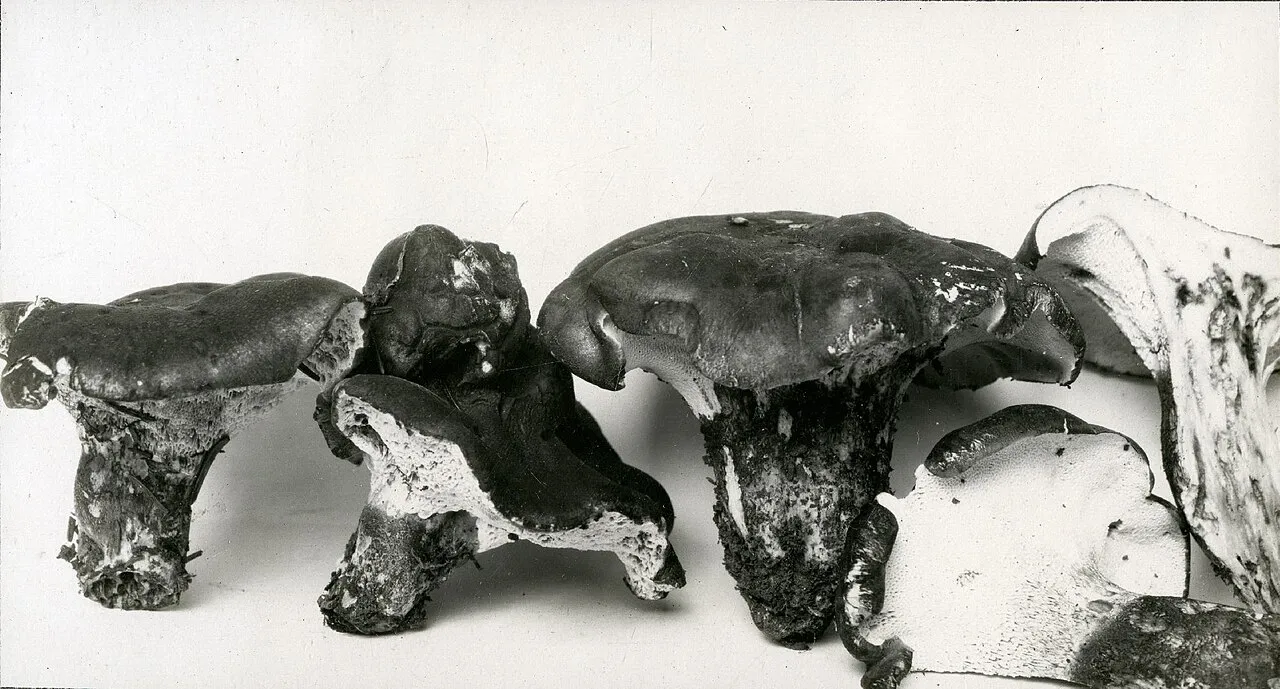 Fuscopostia leucomallella