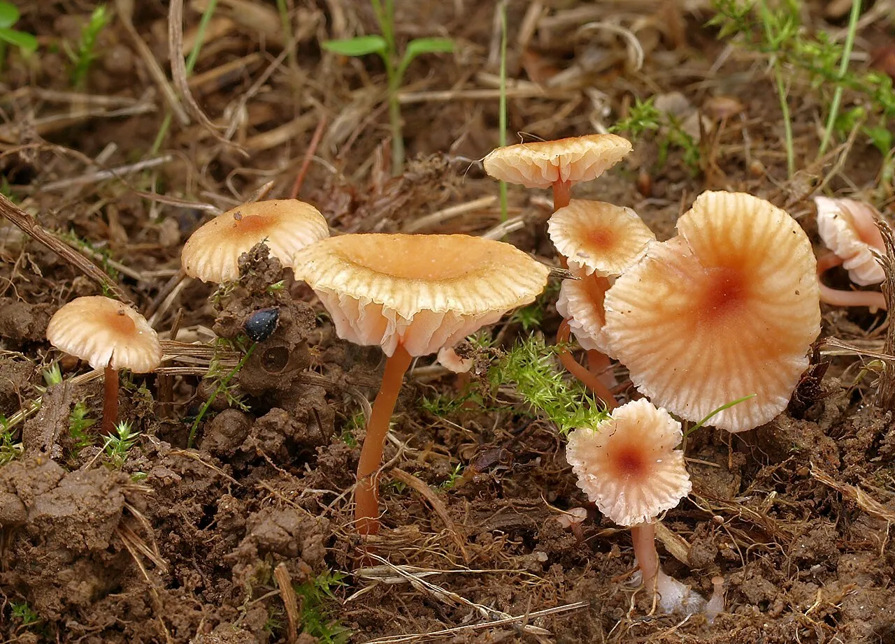 Lakówka drobna