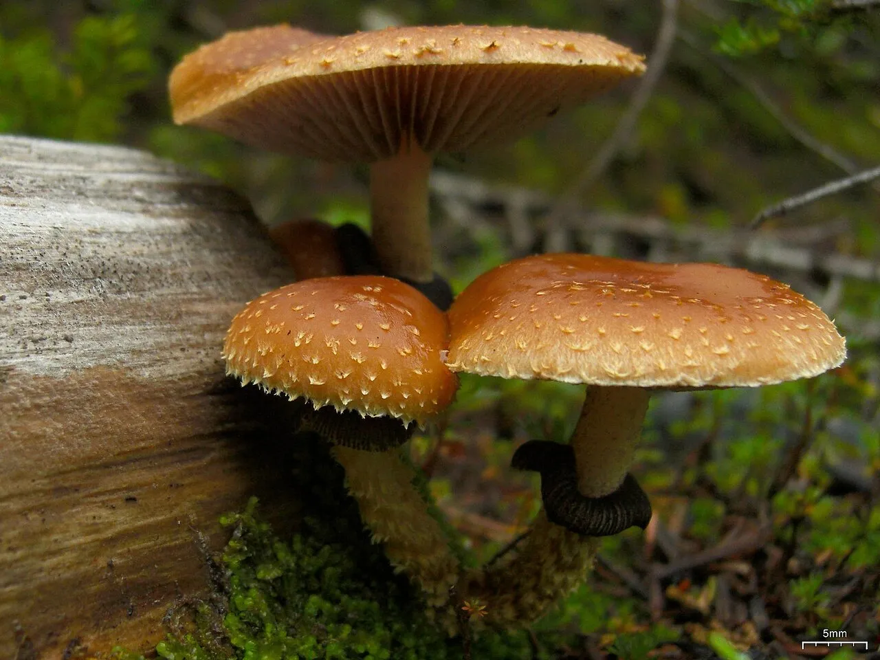 Leratiomyces