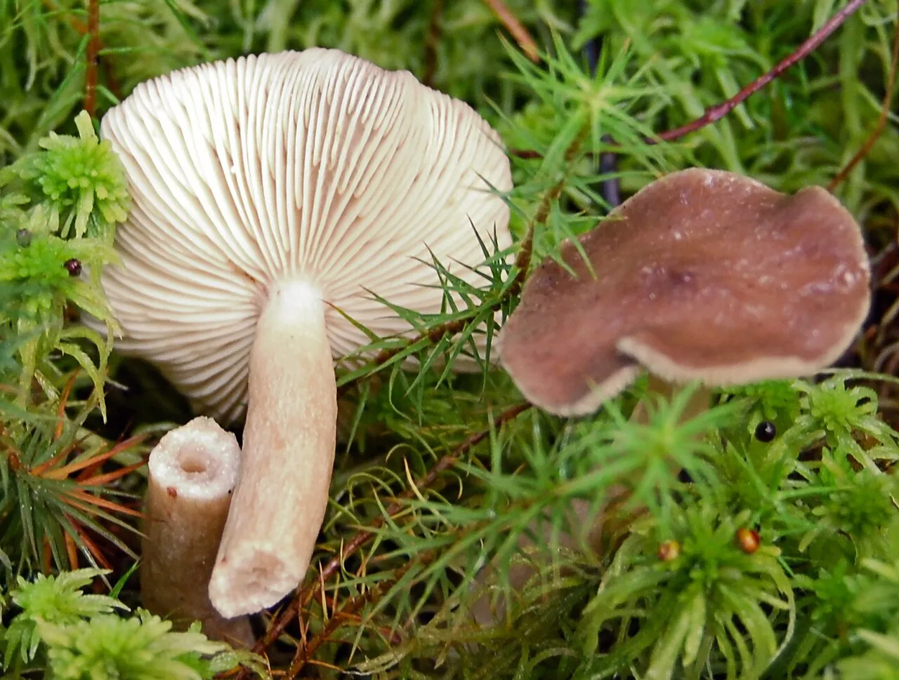 Mleczaj szaroplamisty