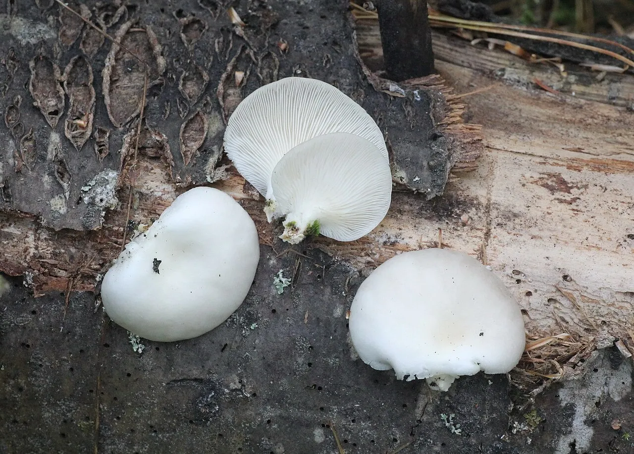 Pleurotus abieticola