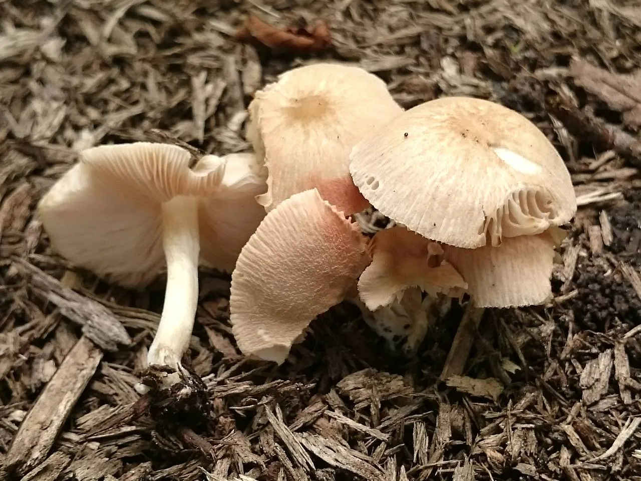 Pluteus semibulbosus