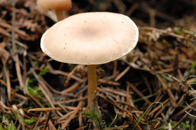 Clitocybe vibecina