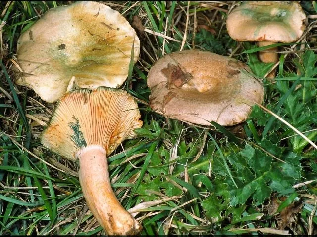 Mleczaj zmienny