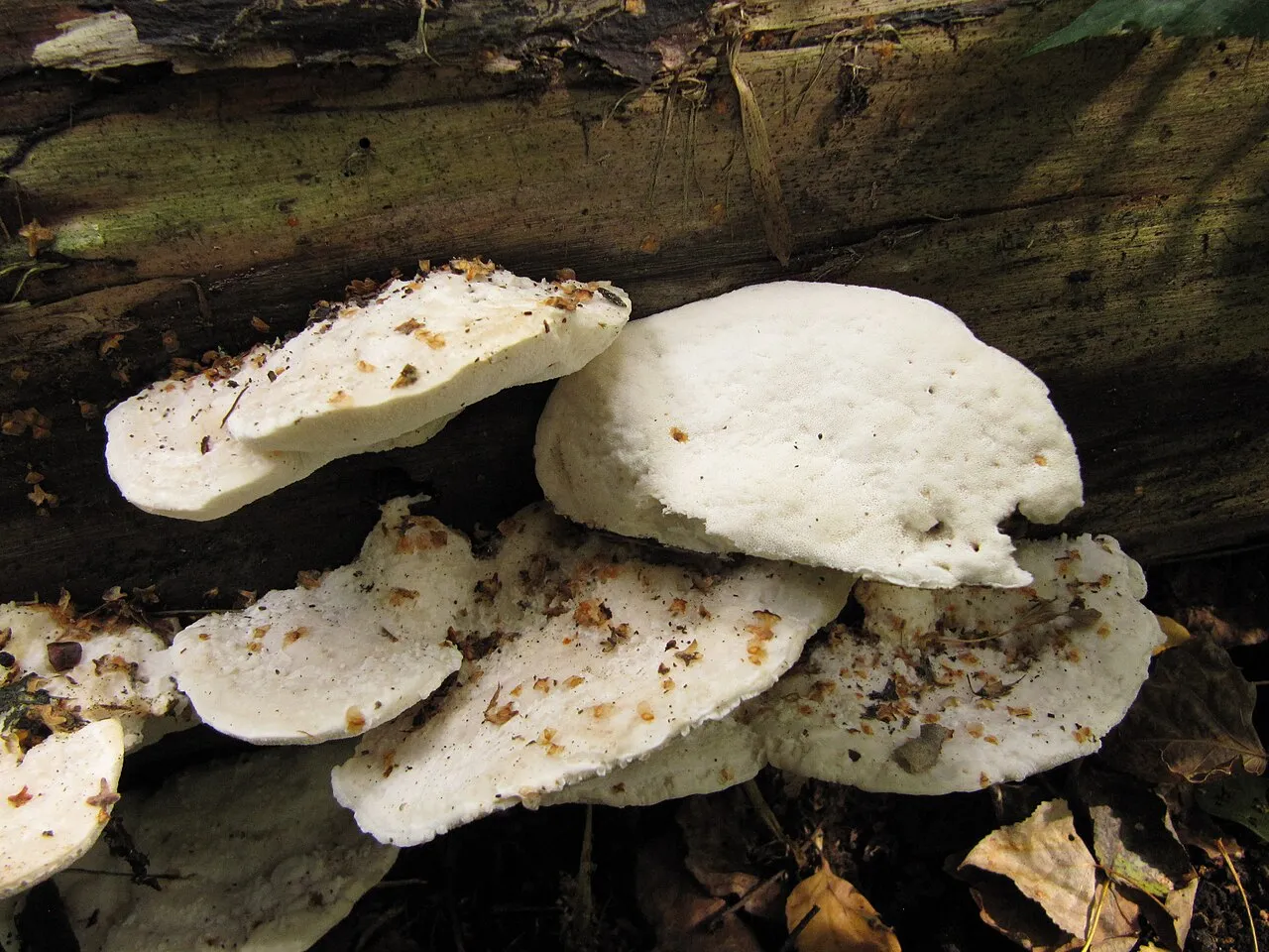 Postia lactea