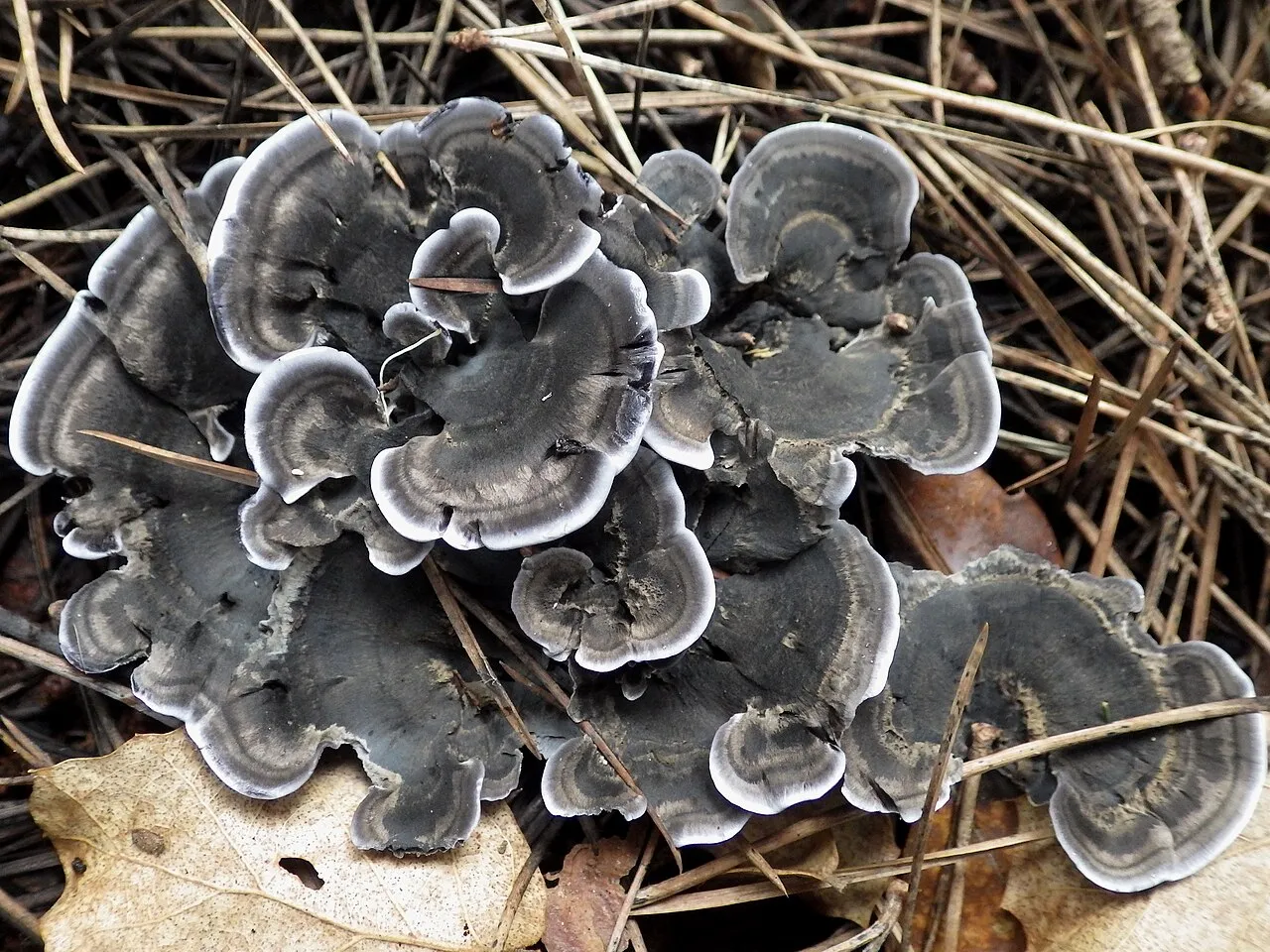 Phellodon niger