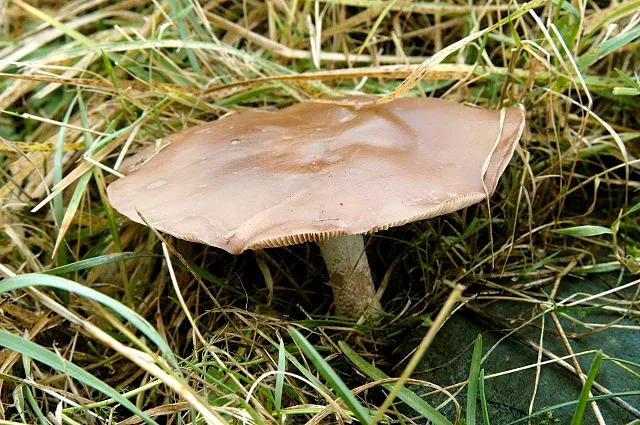 Melanoleuca brevipes